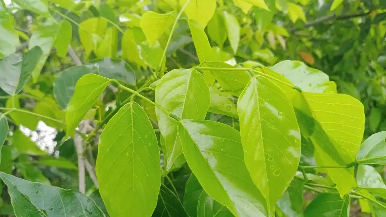 Kanuga Health Benefits : ఈ చెట్టు ఆకులు, వేర్లు, కాయ‌లు అన్ని ఆరోగ్య ప్ర‌దాయ‌మే