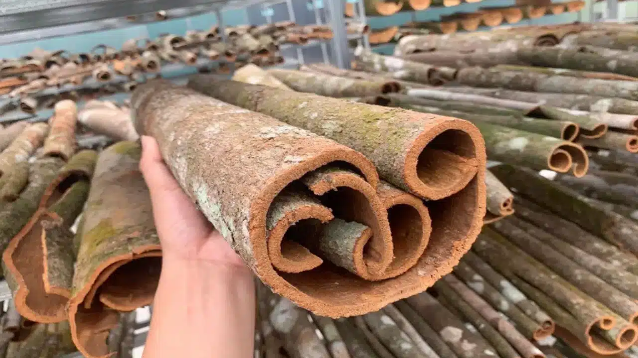 Identify Real Cinnamon : మీరు వాడే దాల్చిన చెక్క వర్జినలేనా... ఇలాంటిది వాడితే లివర్ డ్యామేజే...?