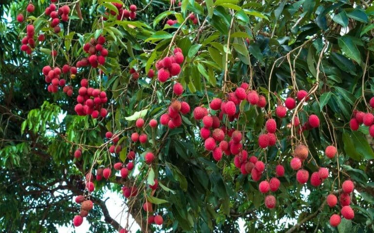 Unripe Lychees : పండని లీచీ పండ్ల‌ను తినకూడదు, ఎందుకంటే ?