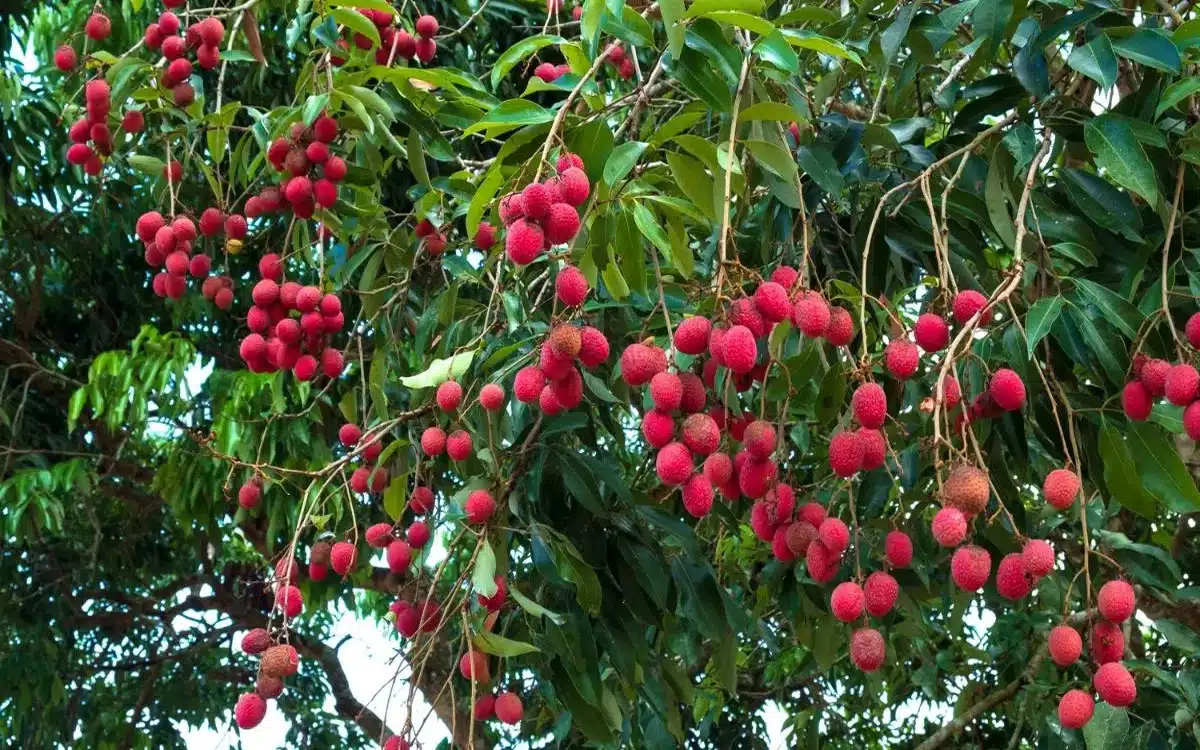 Unripe Lychees : పండని లీచీ పండ్ల‌ను తినకూడదు, ఎందుకంటే ?