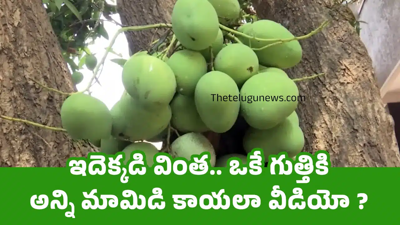 Mango Tree : ఇదెక్క‌డి వింత‌.. ఒకే గుత్తికి అన్ని మామిడి కాయ‌లా వీడియో ?