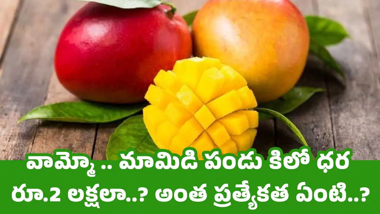 Mangoes : వామ్మో .. మామిడి పండు కిలో ధర రూ.2 లక్షలా..? అంత ప్రత్యేకత ఏంటి..?