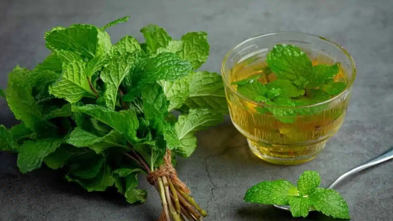 Medicinal Plants : మీరు ఇంట్లో పెంచుకోగల ఔషధ మొక్కలు..!