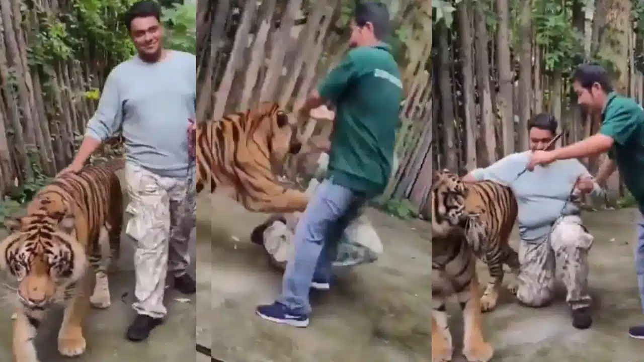 Tiger Attacks Man : చ‌నువిచ్చింది క‌దా అని ఆడుకుంటే... ఏకంగా ఆ వ్య‌క్తిపై దాడి చేసిన పులి.. వీడియో వైర‌ల్‌..!