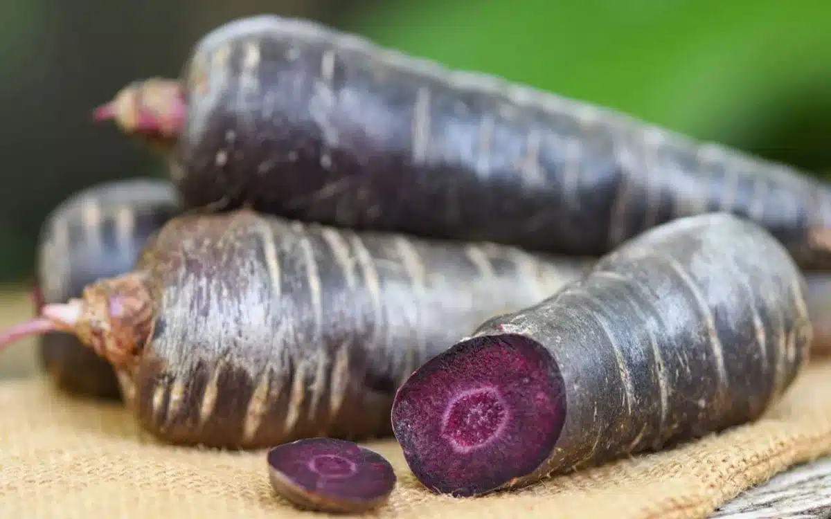 Black Carrot : మీకు తెలియని బ్లాక్ క్యారెట్ అద్భుత ఆరోగ్య ప్రయోజనాలు