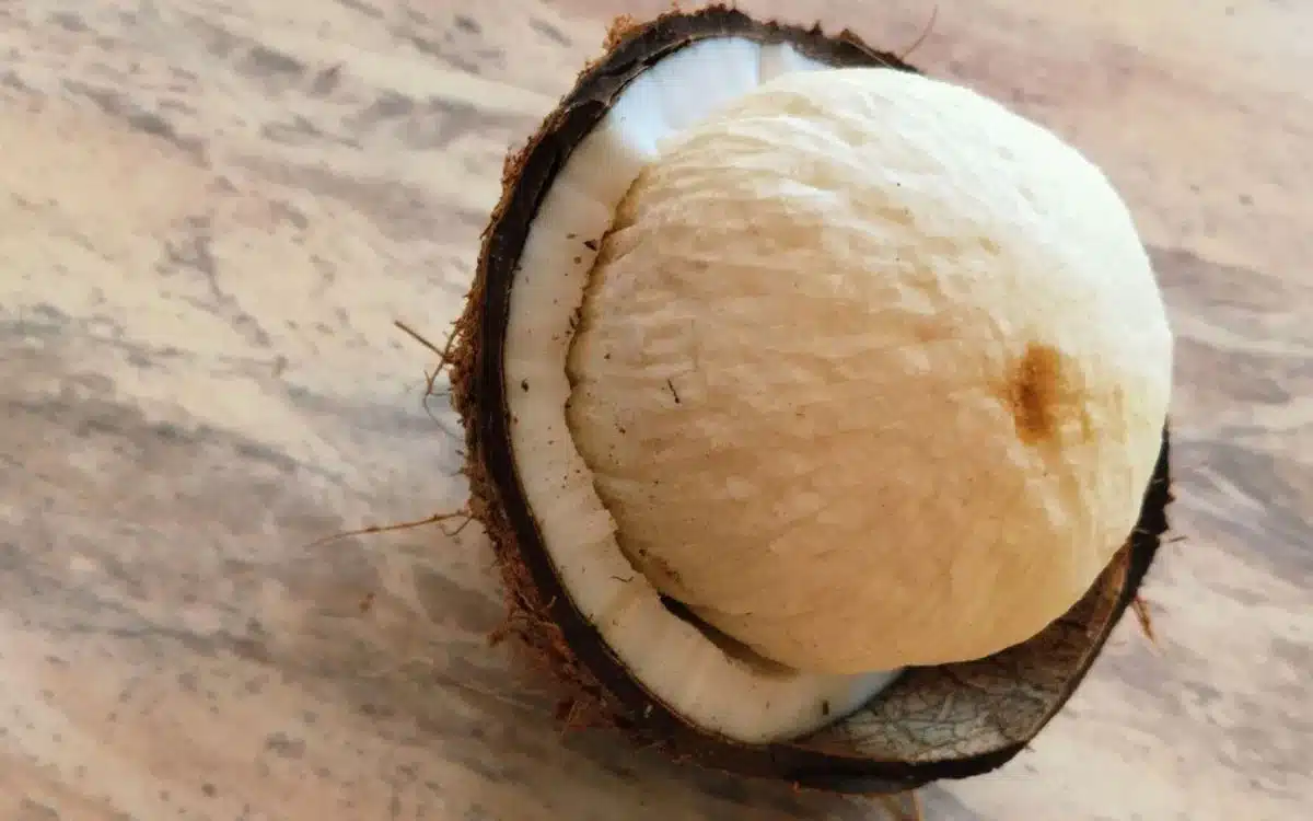 Coconut Flower Benefits : కొబ్బరి పువ్వు వల్ల కలిగే న‌మ్మ‌లేని ఆరోగ్య‌ ప్రయోజనాలు
