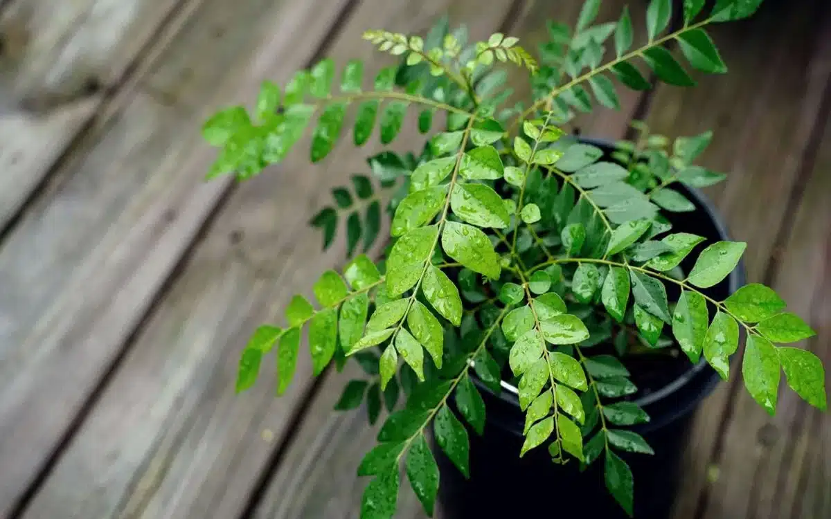 Curry Leaves Benefits : ప్రతి ఉదయం కరివేపాకు నమలడం వల్ల క‌లిగే ఆరోగ్య ప్ర‌యోజ‌నాలు