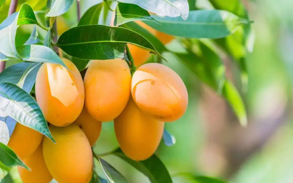 Mango : ఈ పండు రసం, కాయ, ఆకు ఏది తీసుకున్నా ఎన్నో లాభాలు