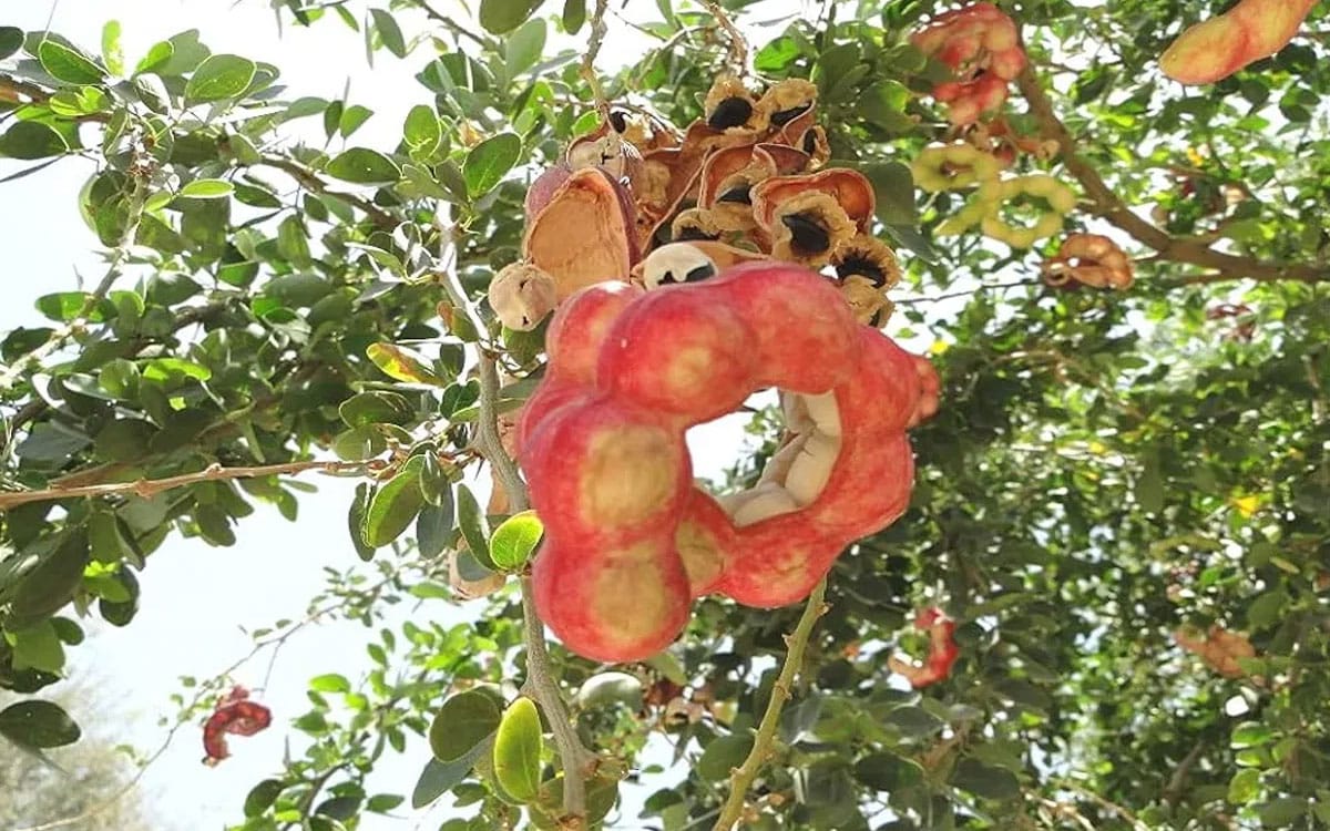Seema Chintakaya Benefits : జీర్ణక్రియతో పాటు రోగనిరోధక శక్తిని పెంచే ఈ వేసవి పండు తెలుసా?