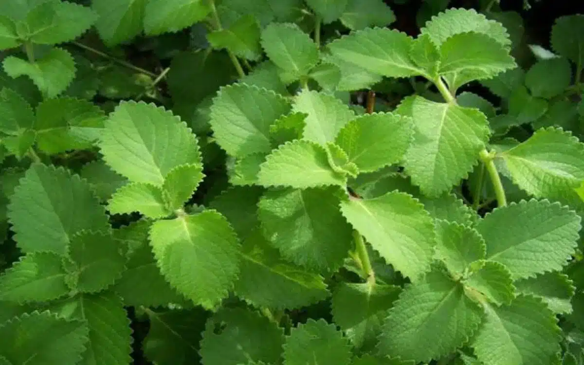 Ajwain : కర్పూరవల్లిని ఈ విధంగా తీసుకుంటే ఈ వ్యాధులు ప‌రార్‌