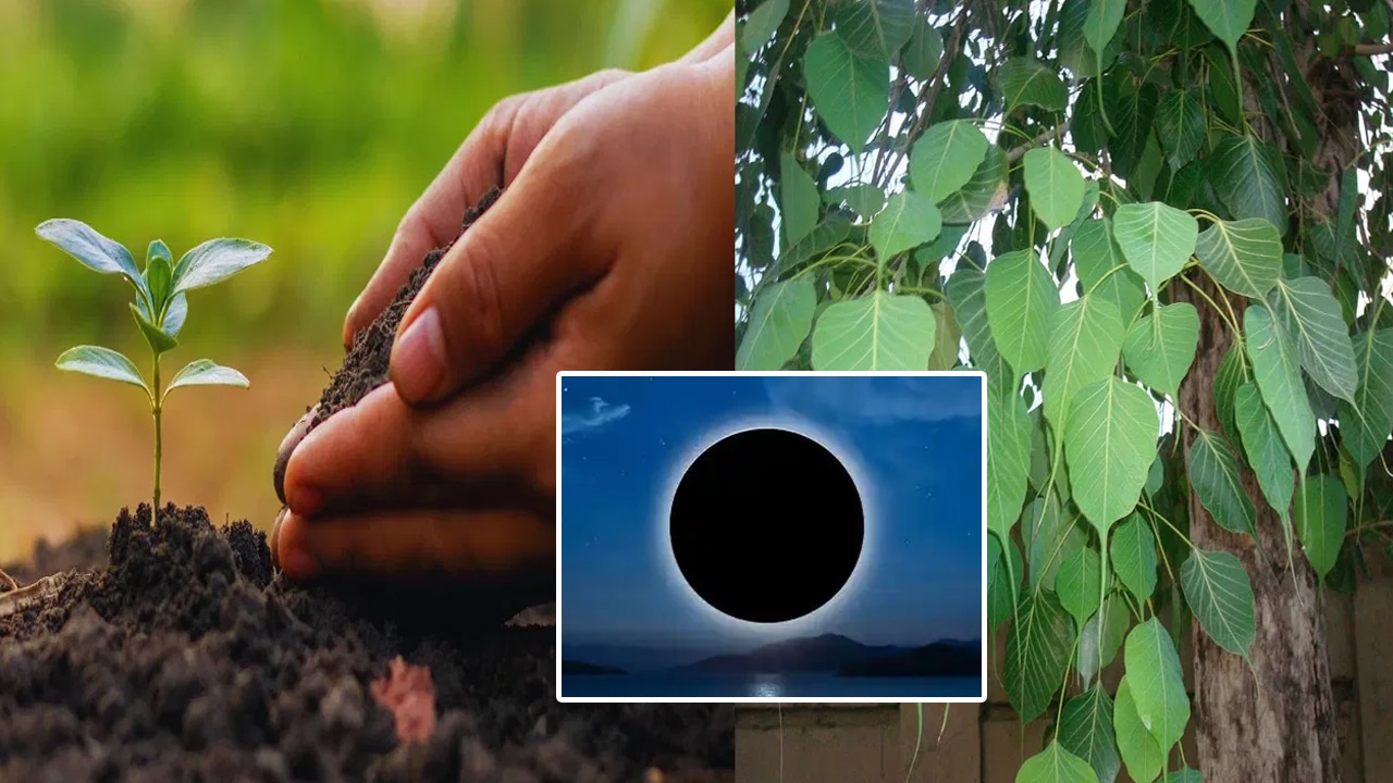 2025 Amavasya Lucky Trees : జూన్లో జేష్ఠ అమావాస్య రోజున…. తప్పక ఈ మొక్కని నాటండి… సిరిసంపదలు, పూర్వీకుల ఆశీర్వాదం… తప్పక లభిస్తుంది…?