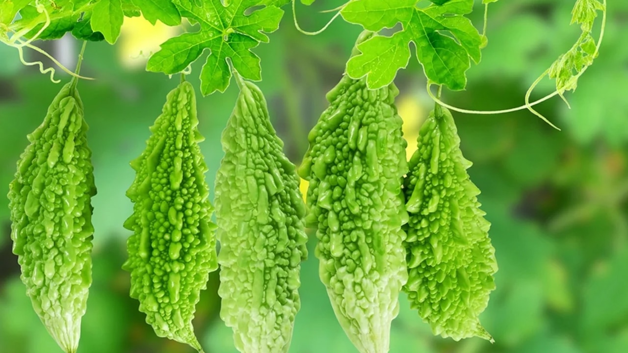 Bitter Gourd : అమ్మో ఇంత చేదా… దీని గురించి తెలిస్తే… మాకొద్దు అని పారిపోయిన వారు… ఇకనుంచి తింటారు…?