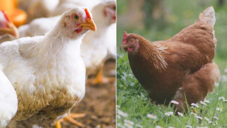 Country  Chicken Vs Broiler : కోడిలో ఏ కోడి మాంసం తింటే  మంచిదో… నిపుణులు చికెన్ గురించి ఏమంటున్నారు…?