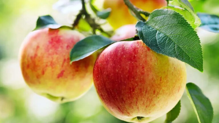 Eating 2 Apples : ప్రతిరోజు 2 యాపిల్ని… ఒక నెల రోజులు పాటు తినండి… ఆ తరువాత మీరు ఆశ్చర్యపోతారు…?