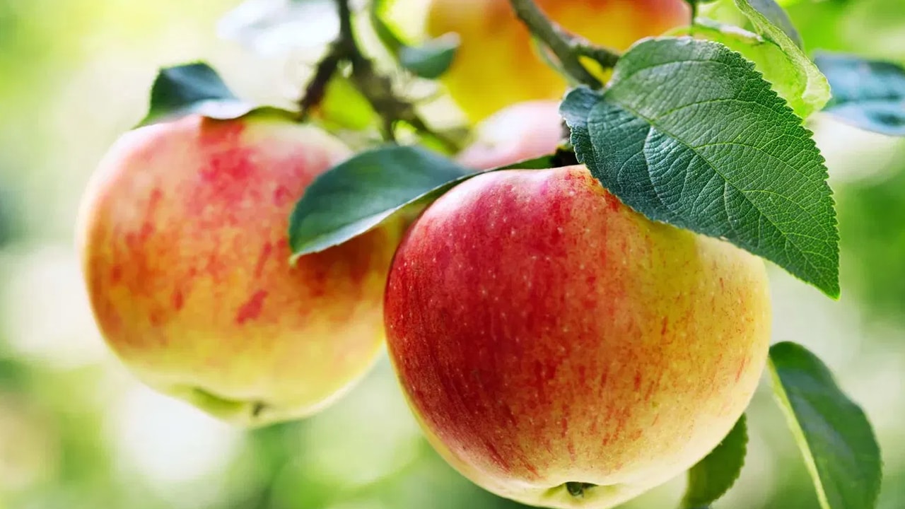 Eating 2 Apples : ప్రతిరోజు 2 యాపిల్ని… ఒక నెల రోజులు పాటు తినండి… ఆ తరువాత మీరు ఆశ్చర్యపోతారు…?