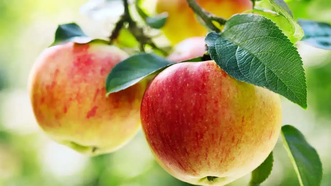Eating 2 Apples : ప్రతిరోజు 2 యాపిల్ని... ఒక నెల రోజులు పాటు తినండి... ఆ తరువాత మీరు ఆశ్చర్యపోతారు...?