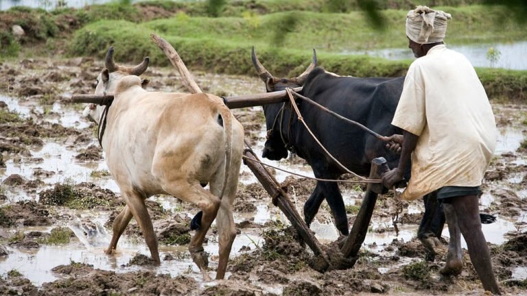 Farmers : రేషన్ కార్డు ఉన్న రైతులకు భారీ శుభవార్త.. ప్రభుత్వం అదిరే కానుక!