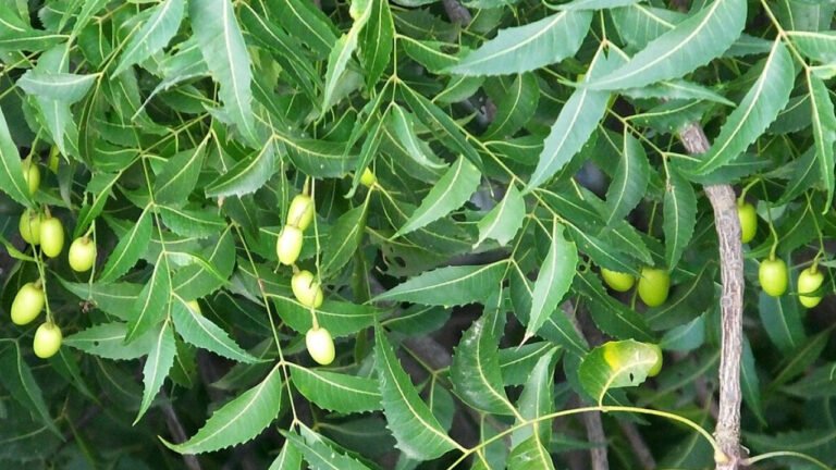 Health Tips : మీ ఇంట్లోనే ఉండే ఈ ఆకులను… పరగడుపున నమిలారంటే… ఇక డాక్టర్ అవసరం ఉండనే ఉండదు…?