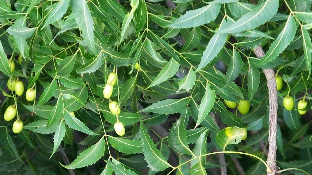 Health Tips : మీ ఇంట్లోనే ఉండే ఈ ఆకులను… పరగడుపున నమిలారంటే… ఇక డాక్టర్ అవసరం ఉండనే ఉండదు…?