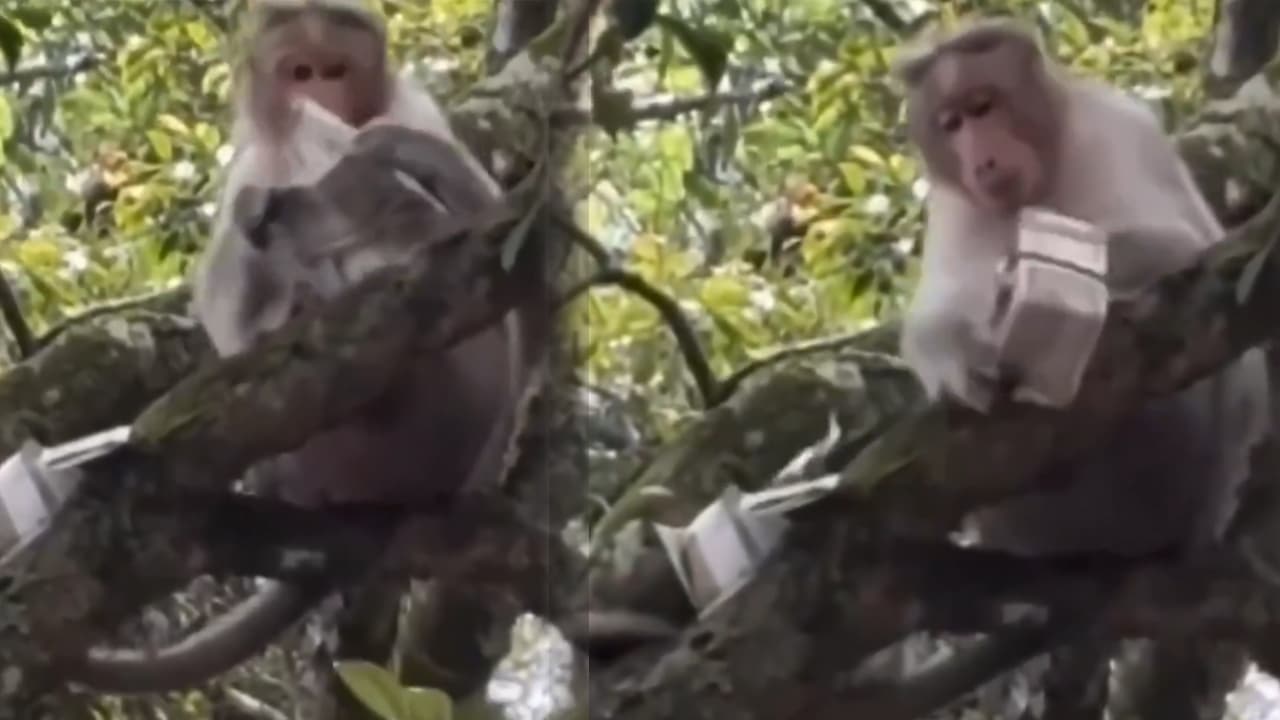 Monkey : ఓ వ్య‌క్తి నుండి రూ.500 నోట్ల క‌ట్ట తీసుకెళ్లి చెల్లాచెదురుగా ప‌డేసిన కోతి.. వైర‌ల్ వీడియో