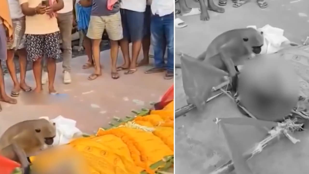 Viral Video : జంతు ప్రేమికుడి మృతి.. ముద్దు పెట్టి క‌న్నీళ్లు పెట్టుకున్న వాన‌రం