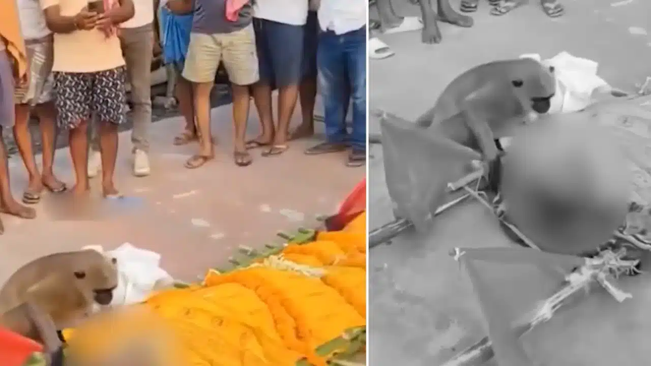 Viral Video : జంతు ప్రేమికుడి మృతి.. ముద్దు పెట్టి క‌న్నీళ్లు పెట్టుకున్న వాన‌రం