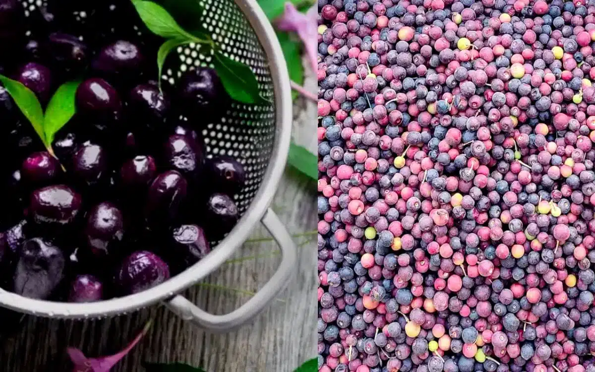 Phalsa vs Jamun : ఫాల్సా vs జామున్: మీరు ఏ వేసవి బెర్రీని ఎంచుకోవాలి?