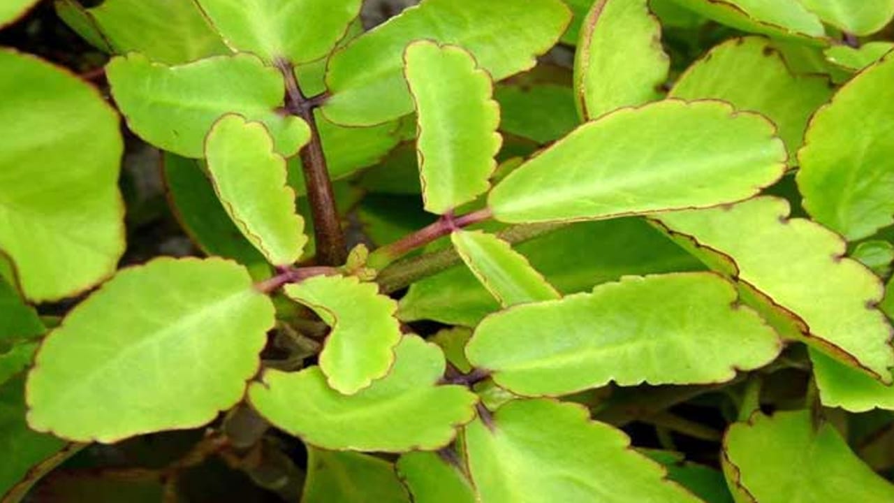 Ranapala Plant Benefits : ఈ మొక్క గురించి విన్నారా… ఇది ఎక్కడైనా కనిపిస్తే అసలు వదలకండి…?