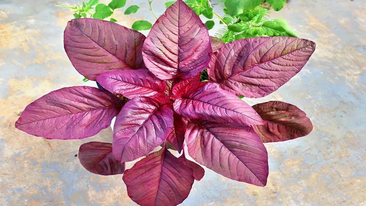Red Amaranth : మీకు ఆకుపచ్చ తోటకూర తెలుసు… కానీ ఎర్ర కోట కూర గురించి ఎప్పుడైనా విన్నారా… దీని ప్రయోజనాలు తెలిస్తే వావ్ అనాల్సిందే….?