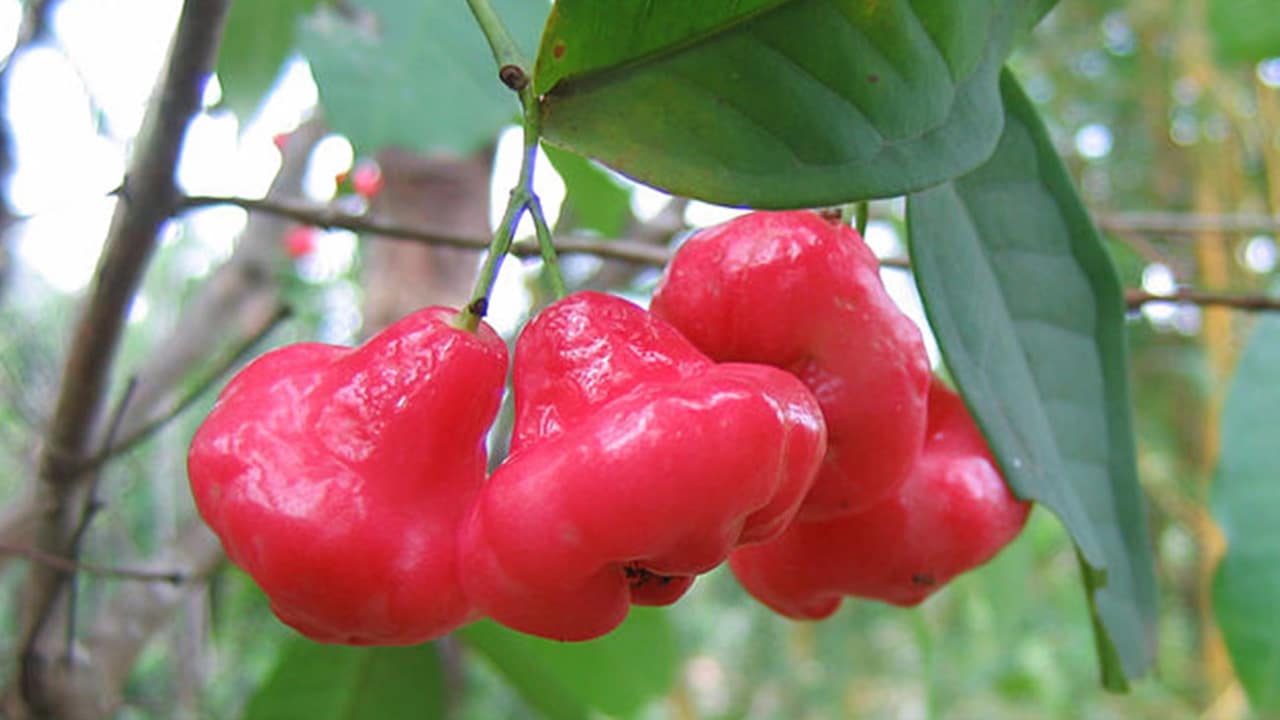 Rose Apple : ఈ పండు క్యాన్సర్ వంటి ప్రమాదకర రోగాలను తరిమి కొట్టగలదు… ఇంకా ఎన్నో ఆరోగ్య ప్రయోజనాలను….?