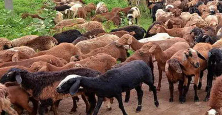 Sheep For Rs. 3 Lakh : బక్రీద్ సందర్బంగా రూ.3 లక్షలు పెట్టి గొర్రెను కొనుగోలు చేసిన వ్యక్తి..దీని బరువు తెలిస్తే షాక్ అవ్వాల్సిందే !