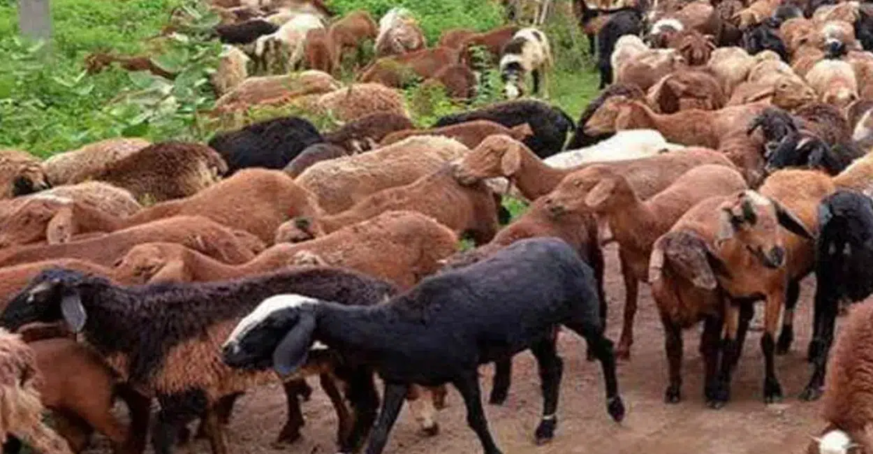 Sheep For Rs. 3 Lakh : బక్రీద్ సందర్బంగా రూ.3 లక్షలు పెట్టి గొర్రెను కొనుగోలు చేసిన వ్యక్తి..దీని బరువు తెలిస్తే షాక్ అవ్వాల్సిందే !