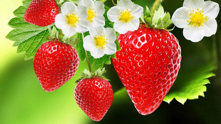 Strawberry : స్ట్రాబెరీనా మజాకా… దీని ప్రయోజనాలు తెలిస్తే… వదలనే వదలరు..?