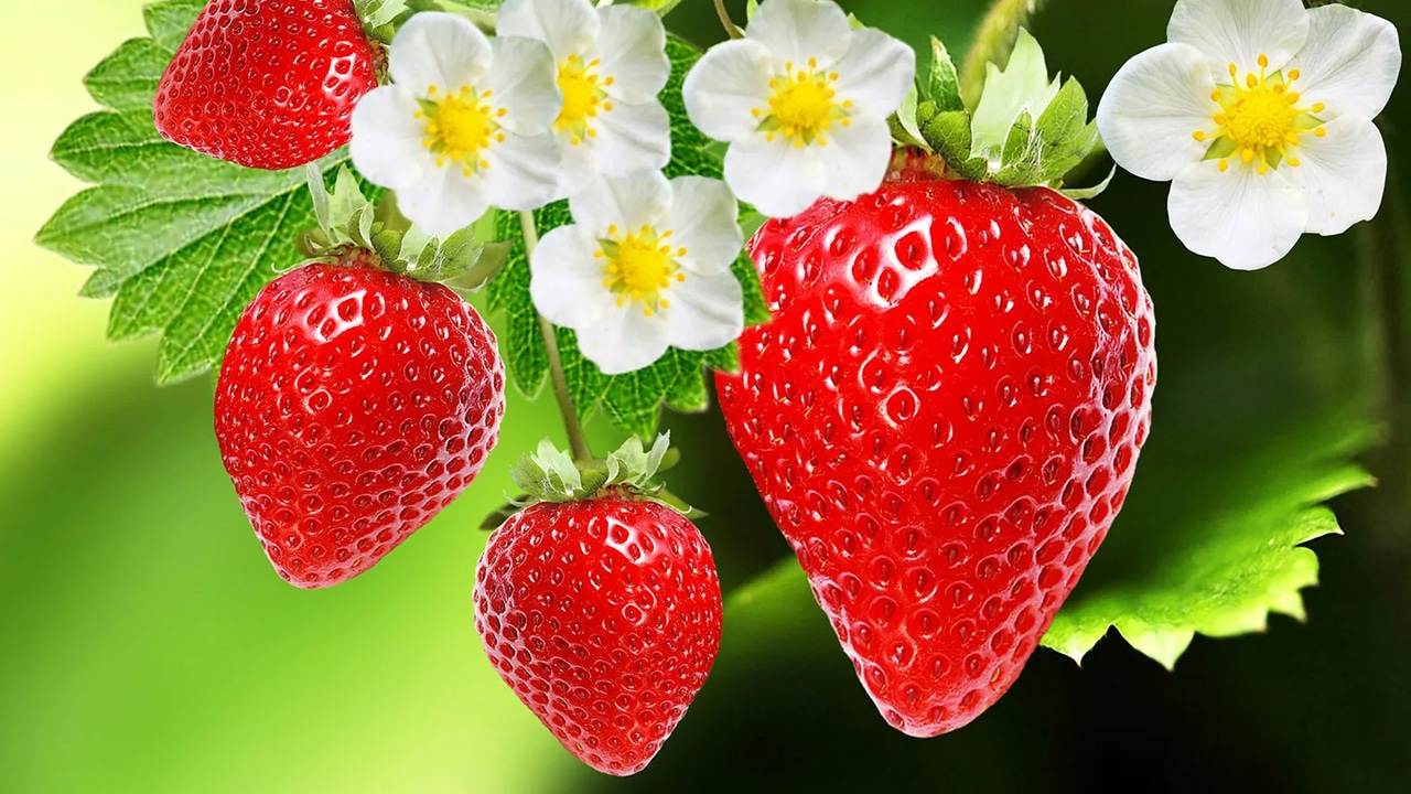 Strawberry : స్ట్రాబెరీనా మజాకా… దీని ప్రయోజనాలు తెలిస్తే… వదలనే వదలరు..?