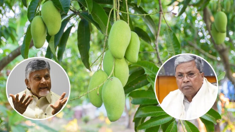 Totapuri Mangoes : రెండు రాష్ట్రాల మధ్య చిచ్చు పెట్టిన తోతాపురి మామిడి..!