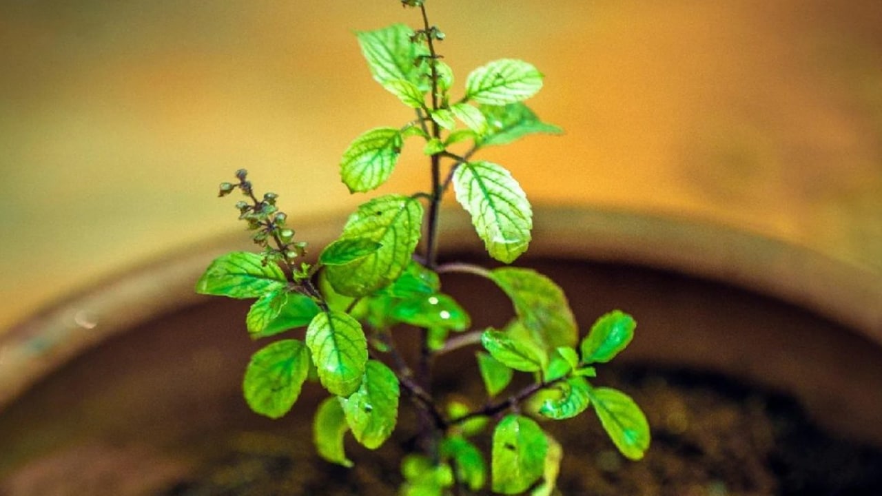 Vastu Tips : మీ ఇంటి తులసి మొక్కలో ఈ మార్పులు కనిపించినట్లయితే… త్వరలో  కుబేరులు అవుతారని
