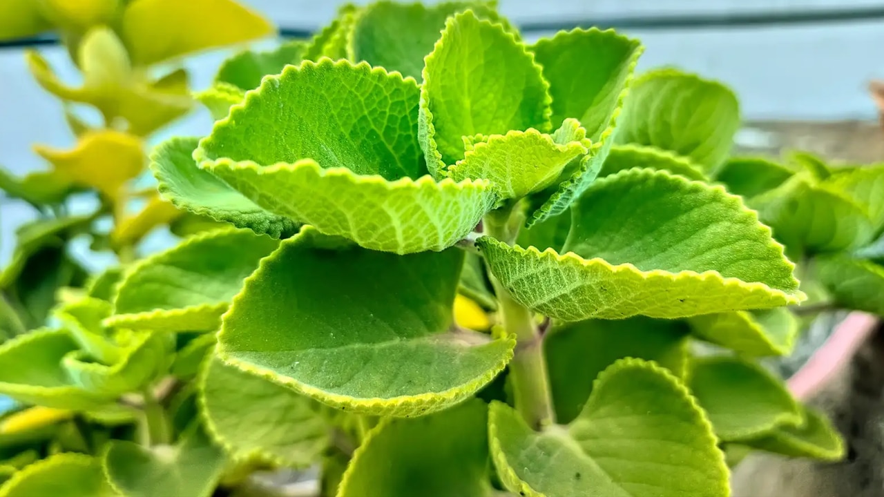 Ajwain Leaves : మీ పెరట్లోనే ఉండే ఈ మొక్క ఆకు … గ్యాస్ట్రిక్ సమస్య, ఇతర సమస్యలు పరార్ …?