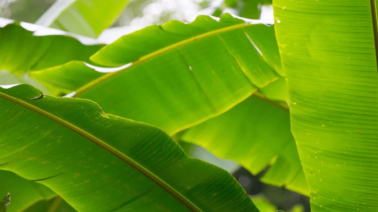 Bananas Leaves : పచ్చని అరటి ఆకులో భోజనం చేస్తే… ఆ ఫీలింగే వేరబ్బా… ఇంకా ఆరోగ్య ప్రయోజనాలు అదుర్స్…?