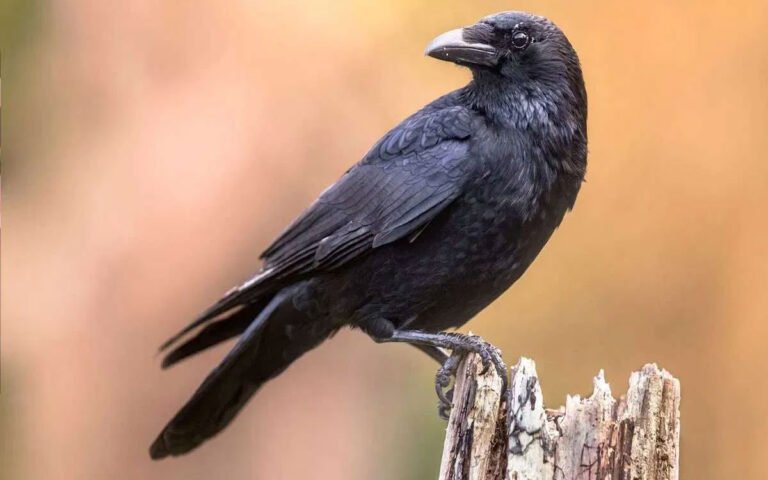 Crows : కాకుల గురించి ఎవ్వరికీ తెలియని రహస్యాలు