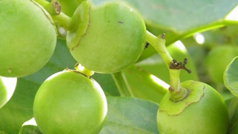 Lasoda Fruit : ఇలాంటి పండు పేరు మీరు విన్నారా… ఇది ఆస్తమా, ఆర్థరైటిస్ వ్యాధిగ్రస్తులకు ఒక వరం…?