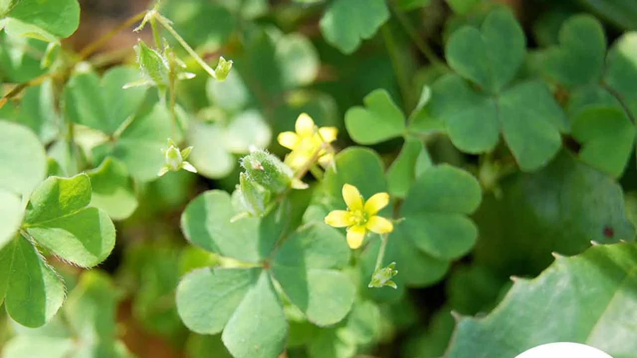 Pulichinta leaves : పులిచింత ఆకు ఔషధ గుణాలు తెలుసా… పులి పంజా అంతా బెనిఫిట్స్.. నిజంగా షాకే…?