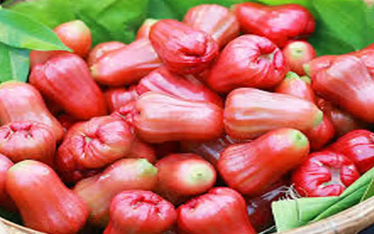 Health Benefits Of Water Apple : వాటర్ యాపిల్ ఆరోగ్య ప్రయోజనాలు తెలిస్తే వ‌ద‌ల‌రంతే