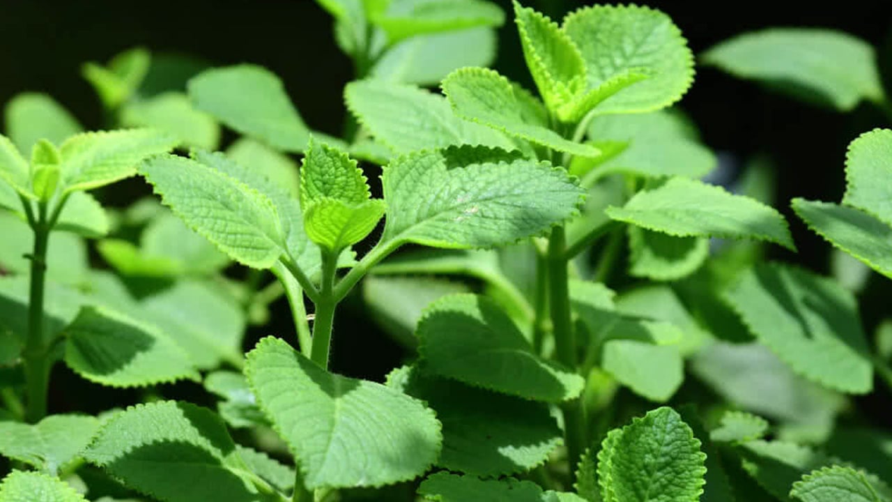 Ajwain Leaves : మీరు అధిక బరువుతో బాధపడుతున్నారా… అయితే, మీకు ఈ ఆకు బెస్ట్…?