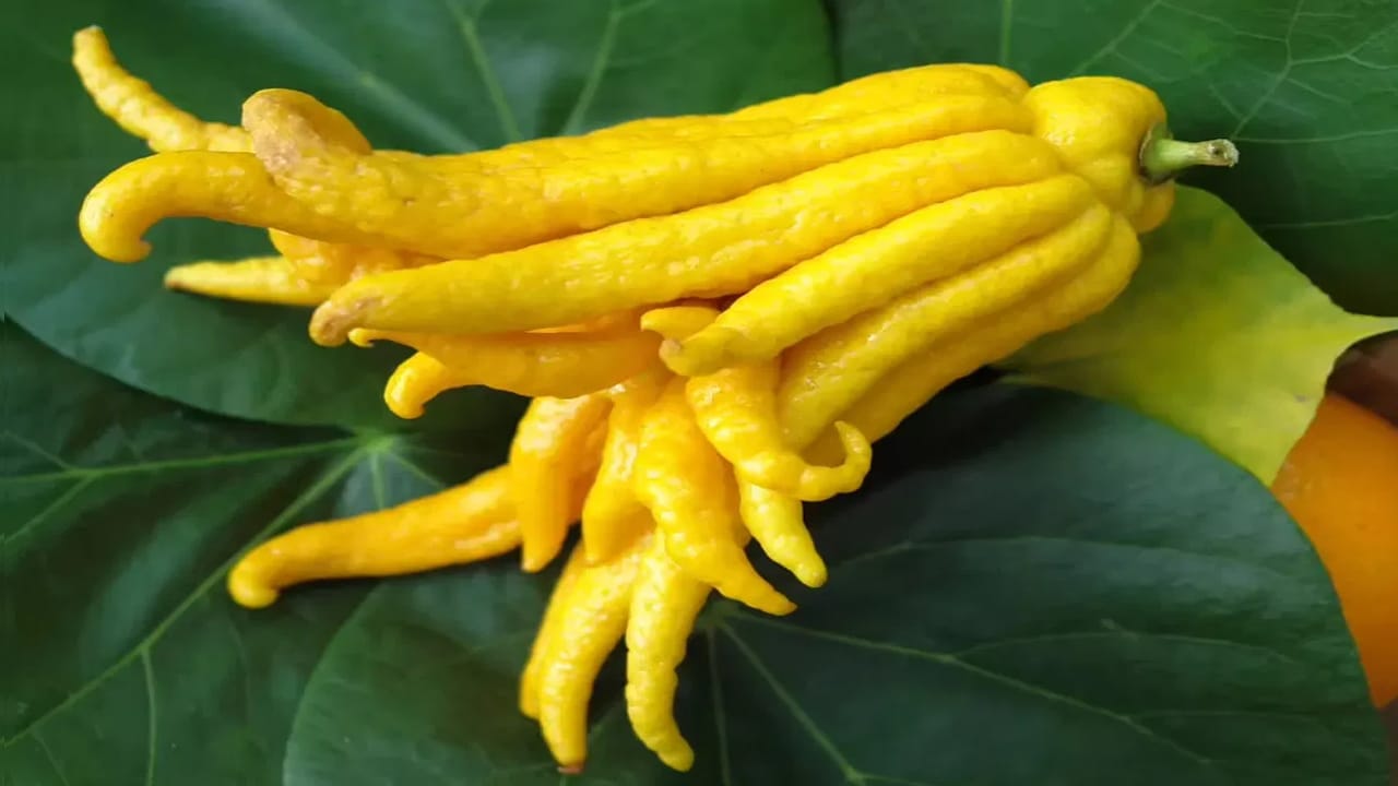 Buddhas Hand : చేతి వేళలా కనిపించే బుద్ధ హస్త పండుని మీరు చూశారా… ప్రమాదకరమైన వ్యాధులకు చెక్…?