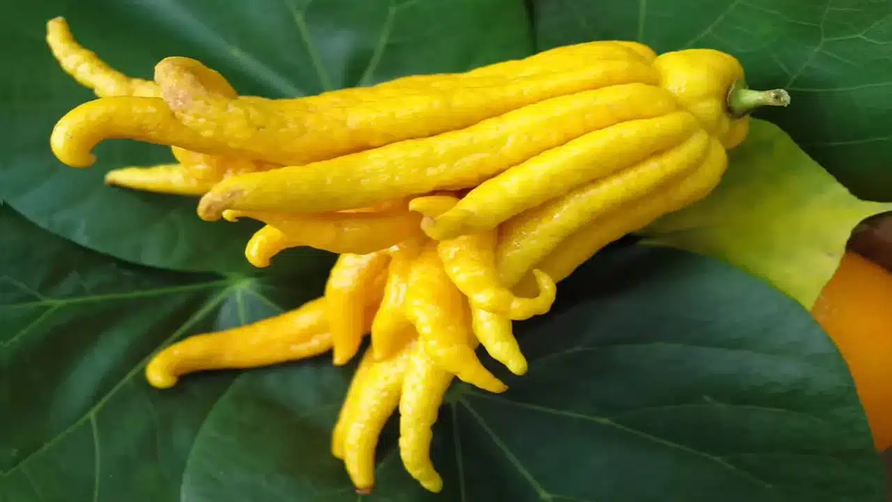 Buddhas Hand : చేతి వేళలా కనిపించే బుద్ధ హస్త పండుని మీరు చూశారా... ప్రమాదకరమైన వ్యాధులకు చెక్...?