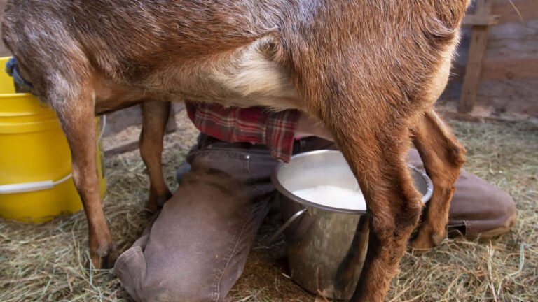 Goat Milk Benefits : ఛీ ఛీ.. మేకపాలా… మాకొద్దు బాబో అనేవారు… ఆరోగ్య ప్రయోజనాలు తెలిస్తే దిమ్మ తిరుగుతుంది…?