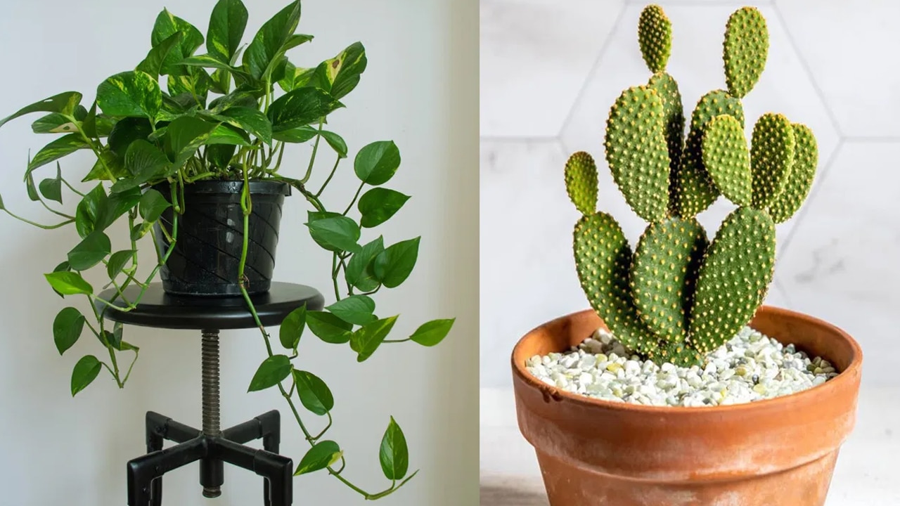Vastu Tips : ఇంటికి ప్రధాన ద్వారం దగ్గర ఈ మొక్కలని పెంచితే దరిద్రానికి స్వాగతం చెప్పినట్లే…?