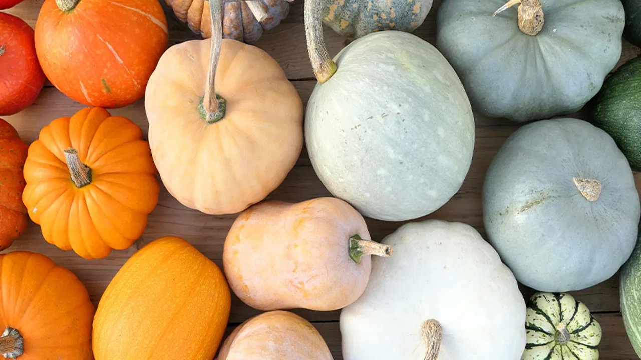 Pumpkin : ఈ 3 రకాల గుమ్మడికాయలలో… ఏది ఆరోగ్యానికి మంచిది…?