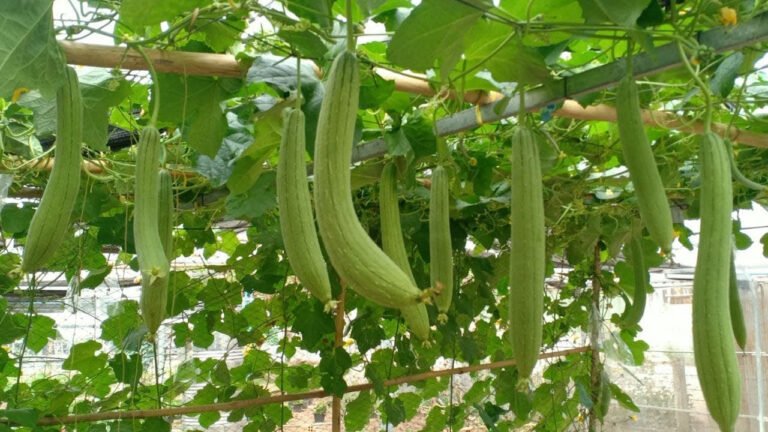 Ridge Gourd : బీరకాయ వీళ్ళకు మాత్రం విషంతో సమానం… తిన్నా రో ఇక అంతే…?