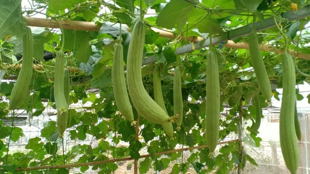 Ridge Gourd : బీరకాయ వీళ్ళకు మాత్రం విషంతో సమానం... తిన్నా రో ఇక అంతే...?